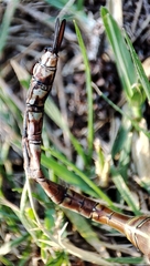 Rhionaeschna bonariensis