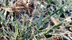 Rhionaeschna bonariensis