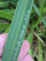 Thripsaphis foxtonensis
