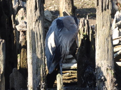 Ardea herodias