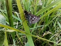 Dardarina dardaris