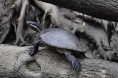 Emydura macquarii