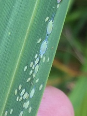 Thripsaphis foxtonensis