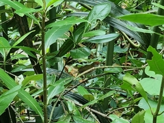 Orthotomus atrogularis