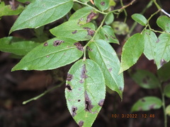 Vaccinium pallidum