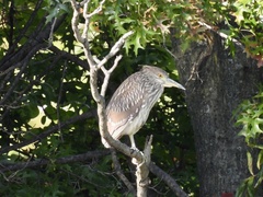 Nycticorax nycticorax