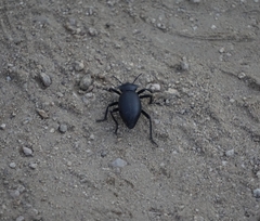 Coelocnemis dilaticollis