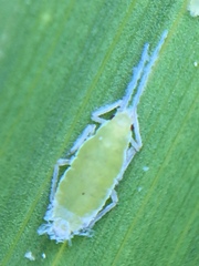 Thripsaphis foxtonensis