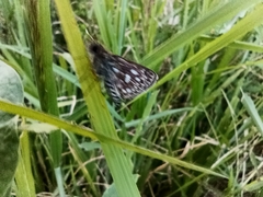 Dardarina dardaris