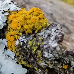 Xanthomendoza