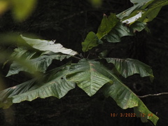 Magnolia macrophylla