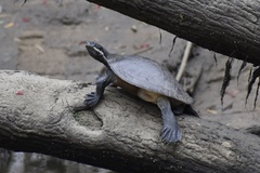 Emydura macquarii