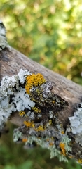 Xanthomendoza