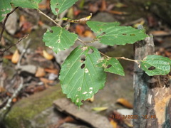 Hamamelis virginiana