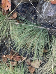 Festuca idahoensis