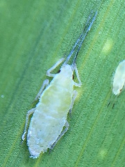 Thripsaphis foxtonensis