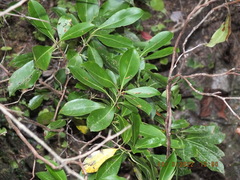 Kalmia latifolia