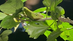 Anolis biporcatus