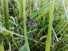 Dardarina dardaris