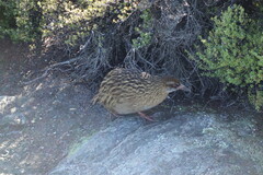 Gallirallus australis hectori