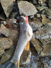 Ptychocheilus oregonensis