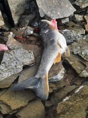 Ptychocheilus oregonensis