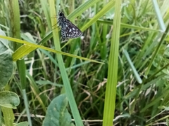 Dardarina dardaris