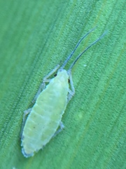 Thripsaphis foxtonensis