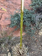 Agave utahensis