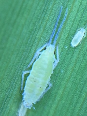 Thripsaphis foxtonensis