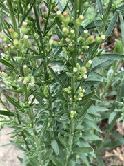 Eriophyllum staechadifolium