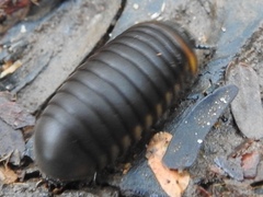 Arthrosphaera