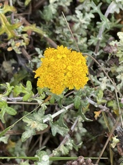 Eriophyllum staechadifolium