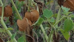 Physalis nicandroides