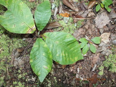 Magnolia macrophylla