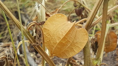 Physalis nicandroides