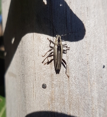 Navomorpha sulcata