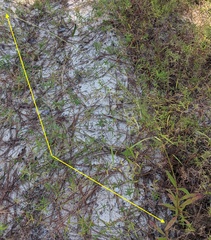 Froelichia floridana