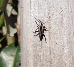 Navomorpha sulcata