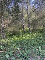 Anemopsis californica