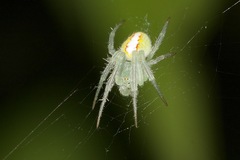 Araneus talipedatus