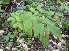 Prosartes smithii