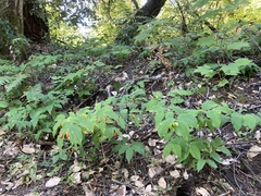 Prosartes smithii