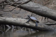Emydura macquarii