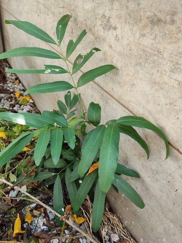 Lepisanthes fruticosa observed 2022-10-08