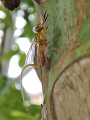 Toxotrypana curvicauda