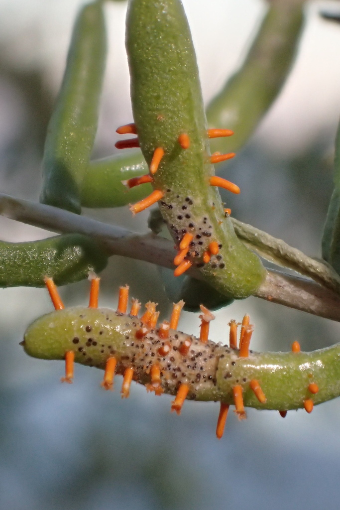 rust fungi
