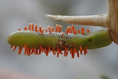 Puccinia cryptandri