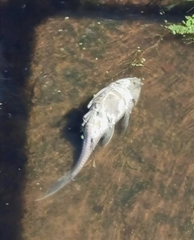 Siluriformes