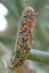 Puccinia cryptandri
